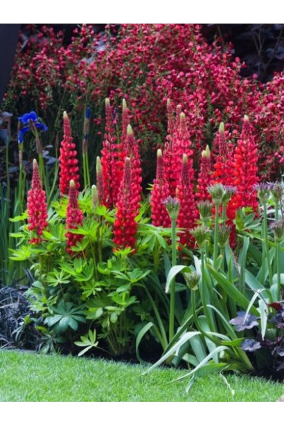 Люпин Ред Шадес в ландшафтному дизайні